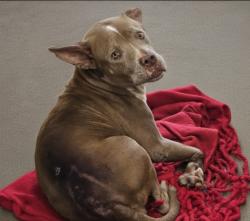Shelter Stray Female Dog last seen , 3201 Lacy St, Los Angeles, CA 90031, USA
