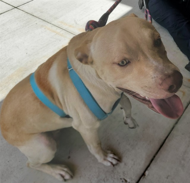 Shelter Stray Male Dog last seen Near BLOCK NW 5 ST, FORT LAUDERDALE FL 33311, 2400 SW 42nd St, Fort Lauderdale, FL 33312, USA