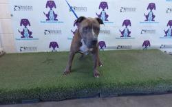 Shelter Stray Male Dog last seen , 2769 Conroy Rd, Orlando, FL 32839, USA