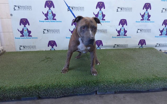Shelter Stray Male Dog last seen , 2769 Conroy Rd, Orlando, FL 32839, USA