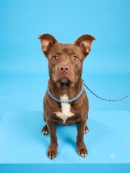 Shelter Stray Male Dog last seen Near BLOCK JAMMES RD, 2020 Forest St, Jacksonville, FL 32204, USA