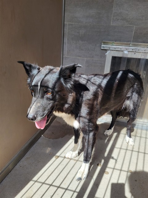 Shelter Stray Female Dog last seen Near BLOCK TERRY, 3001 2nd St SW, Albuquerque, NM 87105, USA