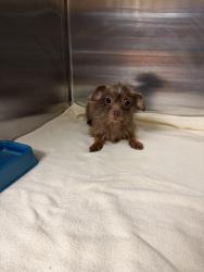 Reunited Female Dog last seen Middle of highway 276, West Tawakoni, TX 75474