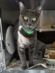 Shelter Stray Male Cat last seen , 1850 W 60th St, Los Angeles, CA 90047, USA