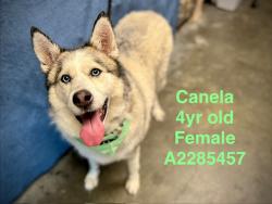 Shelter Stray Female Dog last seen , West Valley Animal Shelter, 20655 Plummer St, Chatsworth, CA 91311, USA