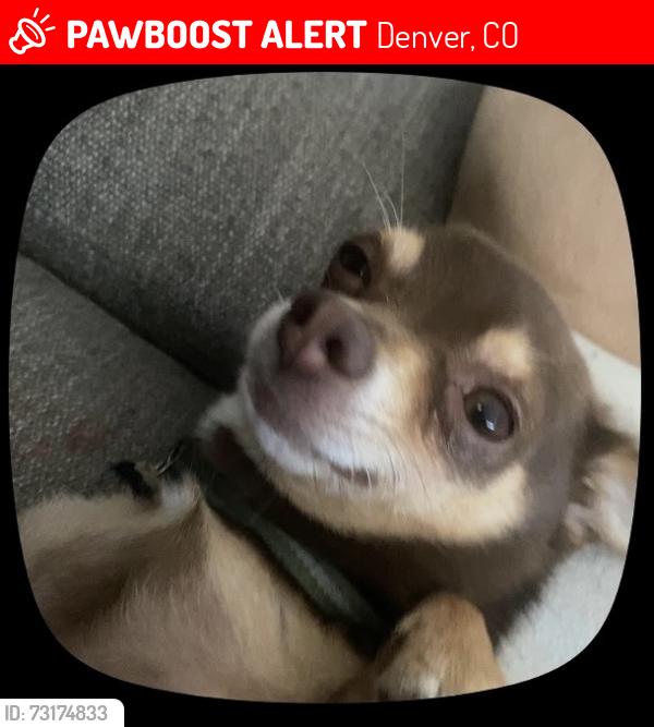 Lost Male Dog last seen W alemeda/Sheridan, Denver, CO 80219