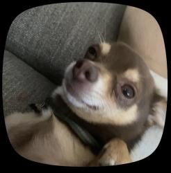 Lost Male Dog last seen W alemeda/Sheridan, Denver, CO 80219