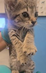 Shelter Stray Male Cat last seen AUBURN ST, BAKERSFIELD, CA, 201 S Mt Vernon Ave, Bakersfield, CA 93307, USA