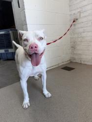 Shelter Stray Male Dog last seen FERN AND ACACIA, 333 Chandler Pl, San Bernardino, CA 92408, USA
