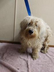 Shelter Stray Male Dog last seen Near BLOCK REGULO PL, 130 Beyer Way, Chula Vista, CA 91911, USA