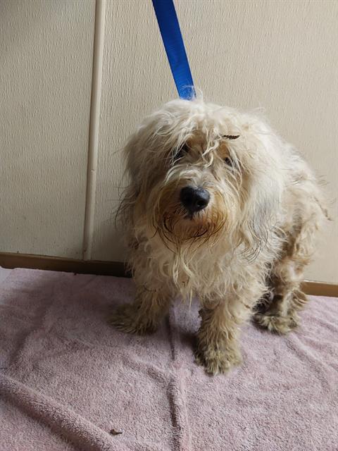 Shelter Stray Male Dog last seen Near BLOCK REGULO PL, 130 Beyer Way, Chula Vista, CA 91911, USA