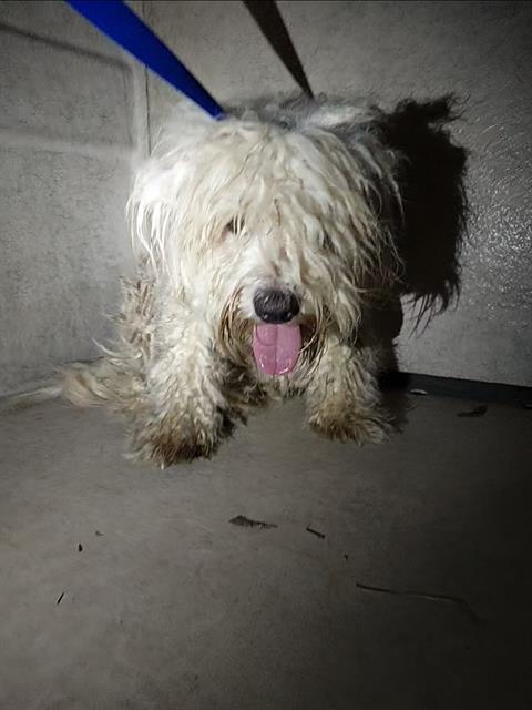 Shelter Stray Male Dog last seen Near BLOCK REGULO PL, 130 Beyer Way, Chula Vista, CA 91911, USA