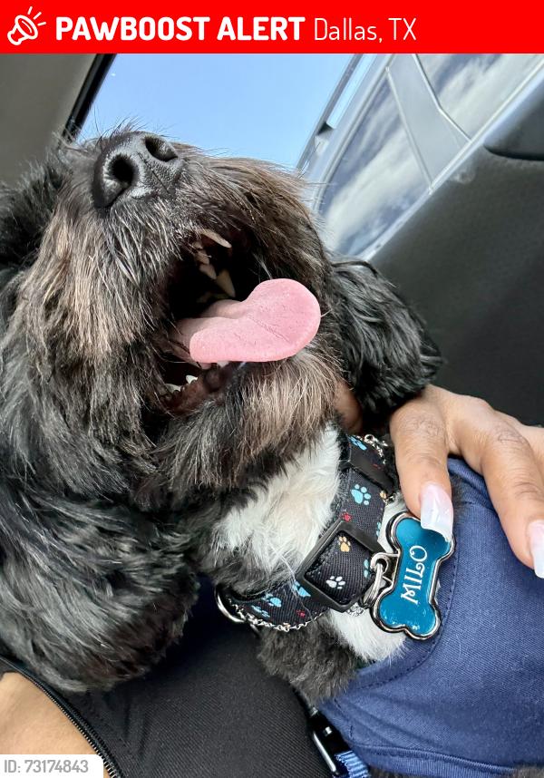 Lost Male Dog last seen Tower garage, Dallas, TX 75202