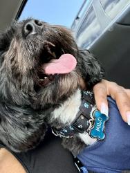 Lost Male Dog last seen Tower garage, Dallas, TX 75202