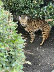 Reunited Unknown Cat last seen Colborne Dr, Frisco, TX 75033, USA, Frisco, TX 75033