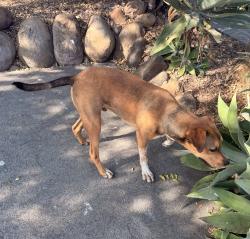 Found/Stray Male Dog last seen Aztec Drive and Morocco Drive, La Mesa, CA 91942