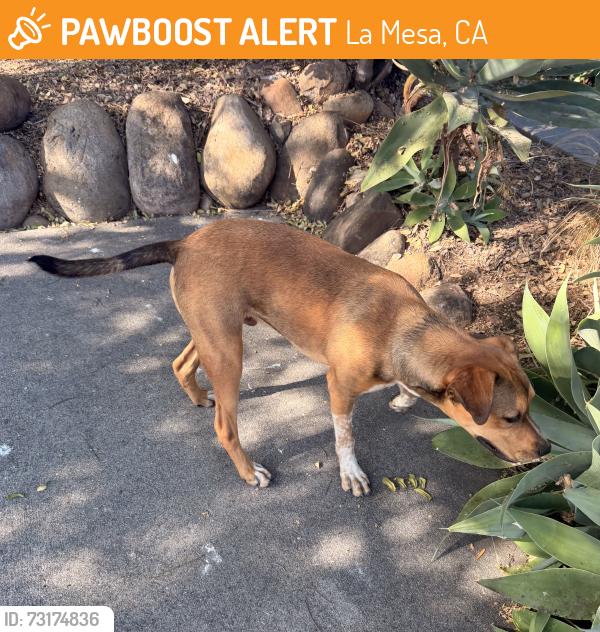 Found/Stray Male Dog last seen Aztec Drive and Morocco Drive, La Mesa, CA 91942