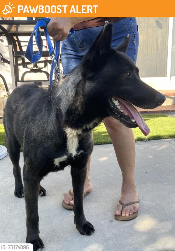 Found/Stray Female Dog last seen By grocery outlet in avocado heights/la puente on workman mill rd, Avocado Heights, CA 91746