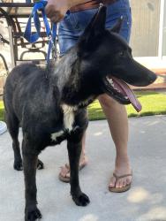 Found/Stray Female Dog last seen By grocery outlet in avocado heights/la puente on workman mill rd, Avocado Heights, CA 91746