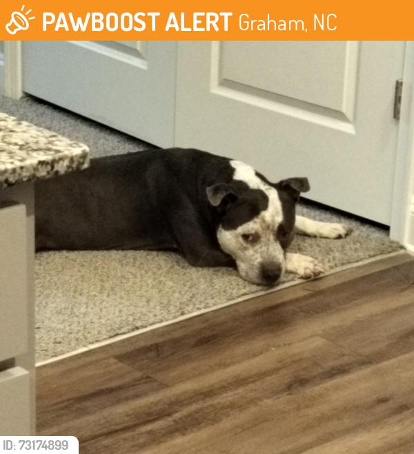 Found/Stray Male Dog last seen Near kingfisher rd, Graham, NC 27253