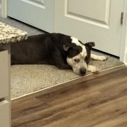 Found/Stray Male Dog last seen Near kingfisher rd, Graham, NC 27253