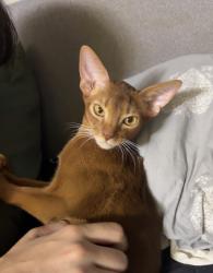 Reunited Male Cat last seen Hilmorton road, West Midlands, England CV2 1FP