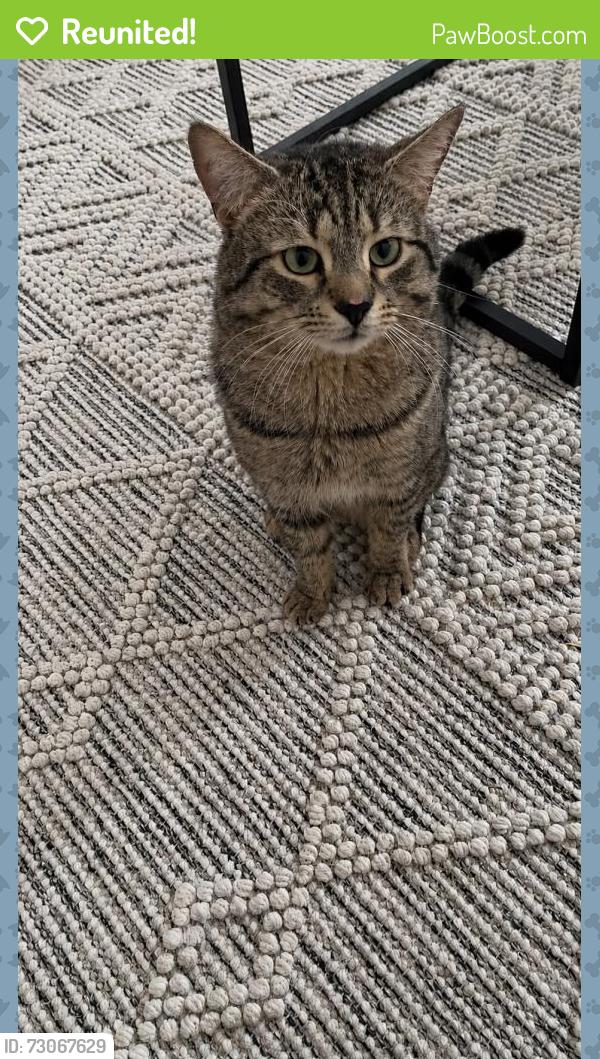 Reunited Female Cat last seen H1N1V1, Montréal, QC H1N 1V1