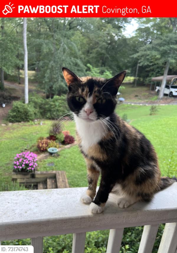 Lost Female Cat last seen Near Bethany Road, Covington, GA, Covington, GA 30016