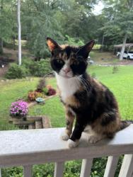 Lost Female Cat last seen Near Bethany Road, Covington, GA, Covington, GA 30016