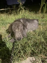 Found/Stray Male Dog last seen Bridge over Lumber River right before MLK jr and NC-76 Intersection, Lumberton, NC 28358