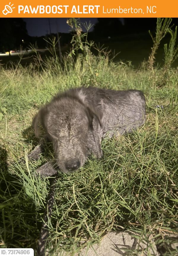 Found/Stray Male Dog last seen Bridge over Lumber River right before MLK jr and NC-76 Intersection, Lumberton, NC 28358