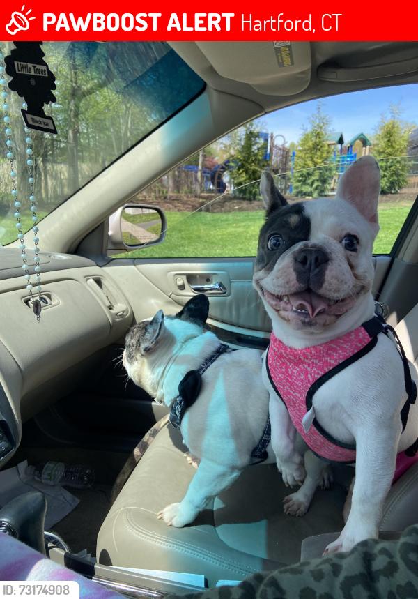 Lost Female Dog last seen Capital, Hartford, CT 06106
