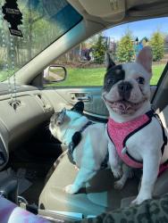 Lost Female Dog last seen Capital, Hartford, CT 06106