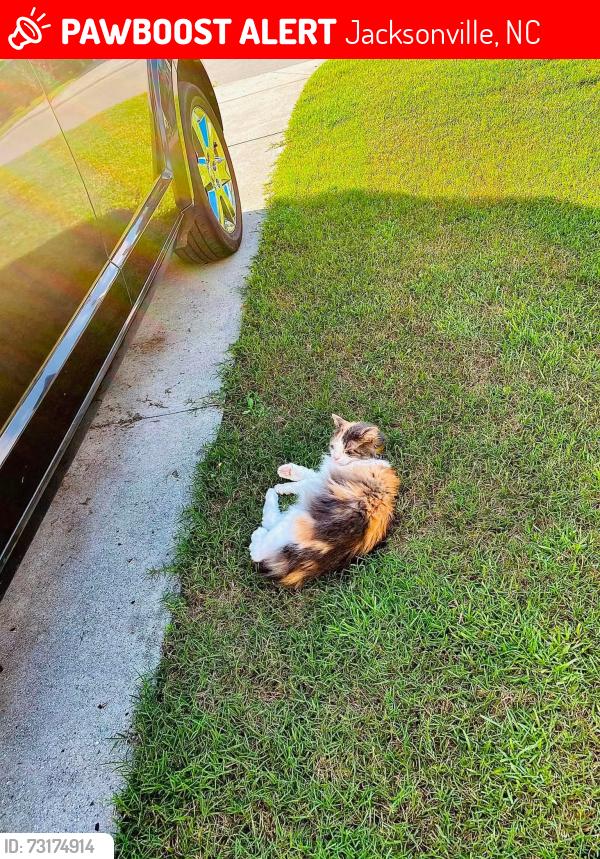 Lost Female Cat last seen Bridlewood subdivision, half moon fire department, Jacksonville, NC 28540