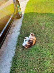 Lost Female Cat last seen Bridlewood subdivision, half moon fire department, Jacksonville, NC 28540