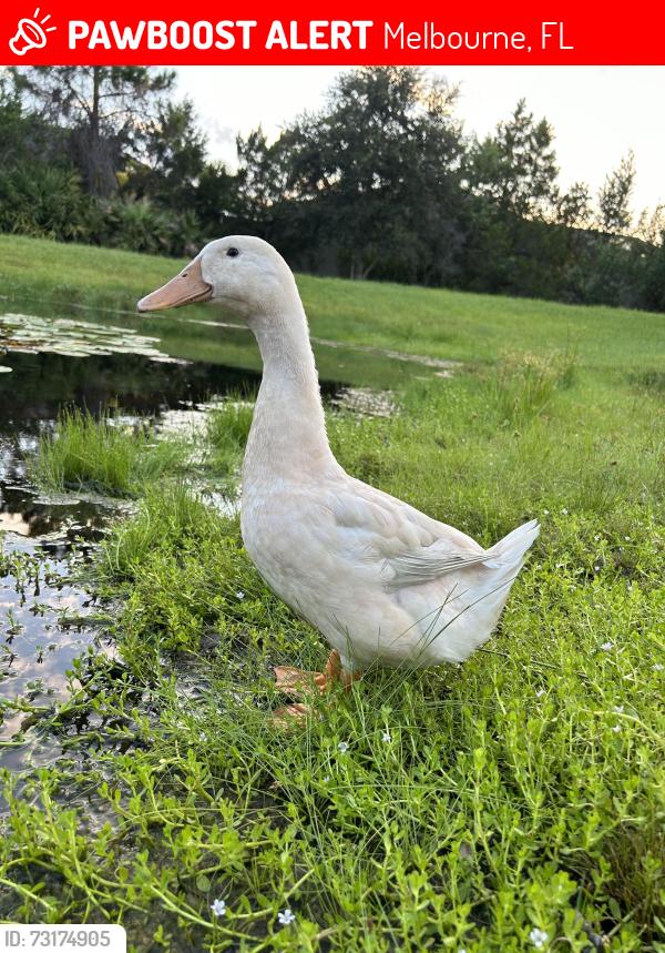 Lost Female Other last seen Pineda causeway and Fringetree Lane, Melbourne, FL 32940