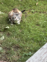 Reunited Unknown Cat last seen E Vassar Ave and S Milwaukee St, Denver, CO 80210