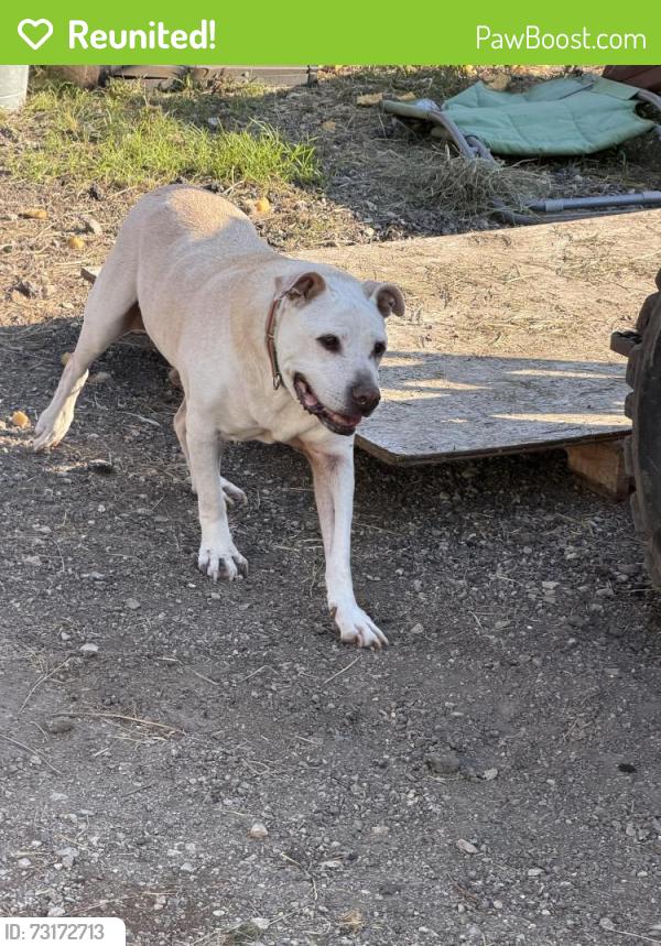 Reunited Male Dog last seen Eunice ave, Joliet, IL 60433