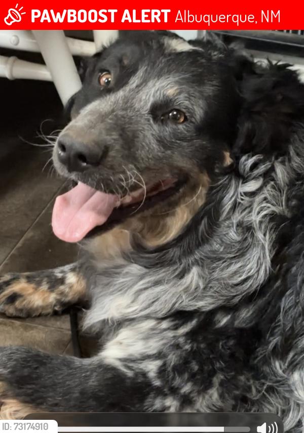 Lost Male Dog last seen Near Broadway blvd se Albuquerque nm 87105, Albuquerque, NM 87102