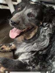 Lost Male Dog last seen Near Broadway blvd se Albuquerque nm 87105, Albuquerque, NM 87102