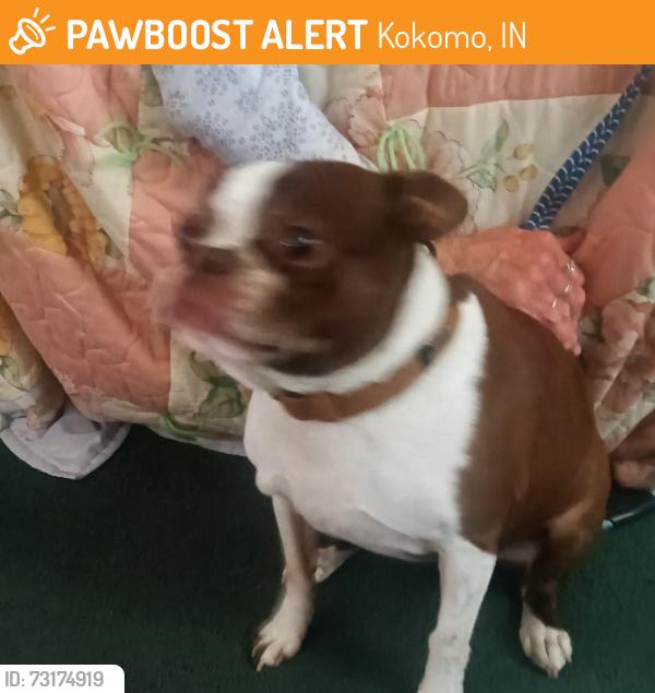 Found/Stray Female Dog last seen Fenley and Waugh, Kokomo, IN 46901