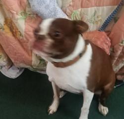 Found/Stray Female Dog last seen Fenley and Waugh, Kokomo, IN 46901