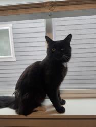 Found/Stray Male Cat last seen 39th and Brixton, Gresham, OR 97080