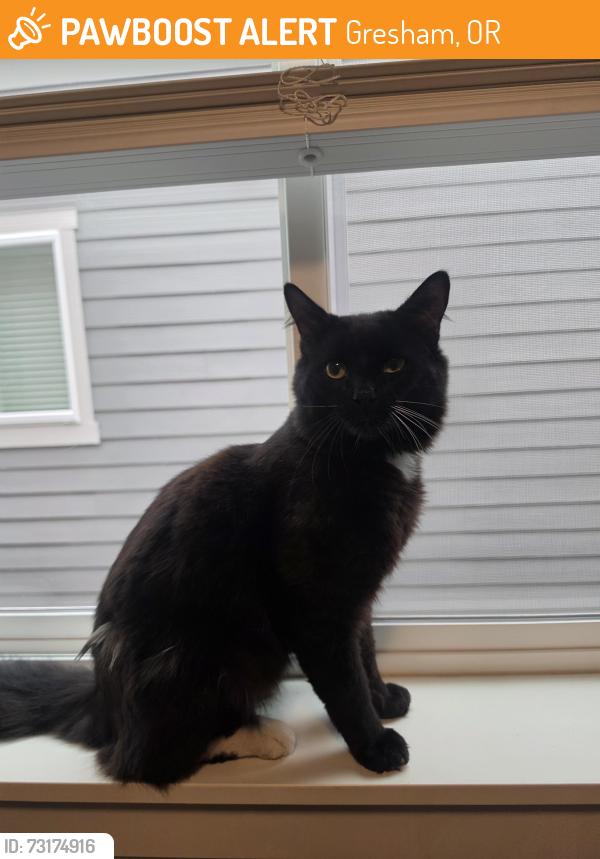 Found/Stray Male Cat last seen 39th and Brixton, Gresham, OR 97080