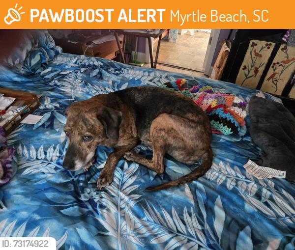 Found/Stray Female Dog last seen Hwy 707 Myrtle Beach, Myrtle Beach, SC 29588