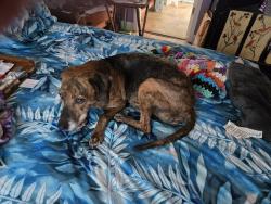 Found/Stray Female Dog last seen Hwy 707 Myrtle Beach, Myrtle Beach, SC 29588