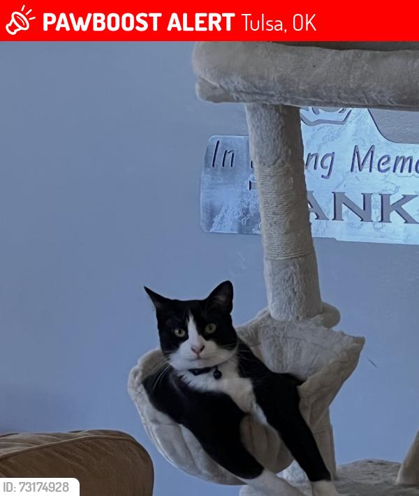 Lost Male Cat last seen Near S Indianapolis Ave Tulsa Ok 74137, Tulsa, OK 74137