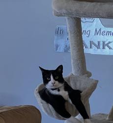 Lost Male Cat last seen Near S Indianapolis Ave Tulsa Ok 74137, Tulsa, OK 74137