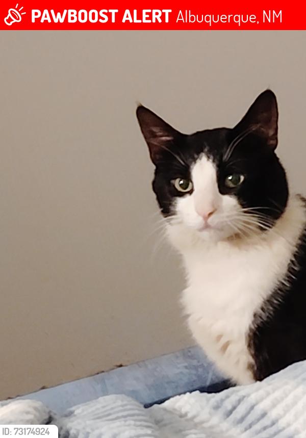 Lost Male Cat last seen Continental st SE, Albuquerque, NM 87108