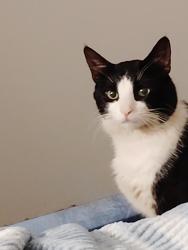 Lost Male Cat last seen Continental st SE, Albuquerque, NM 87108